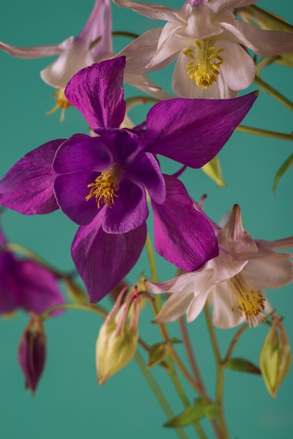 Bouquet de flores Aquilegia glandulosa contra um fundo escuro Papel de parede floral com flores Aquilegia