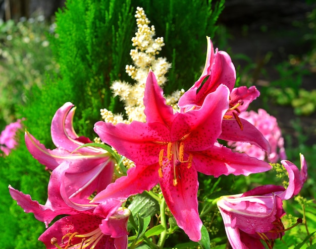 Bouquet de flores de lírio e astilbe no fundo de tuja e flox no jardim em canteiros de flores