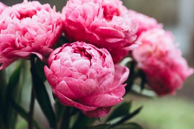 Bouquet de flores de peônias rosas em um fundo desfocado