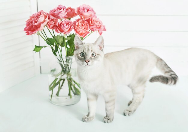 Bouquet de flores rosas perto de gatinho fofo