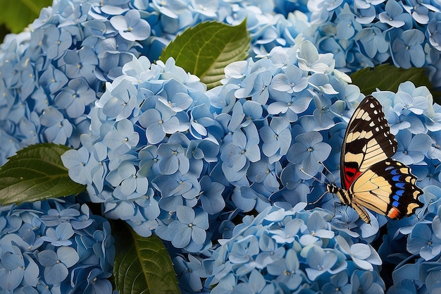 Bouquet de hortênsias azuis e borboleta um fundo de flor