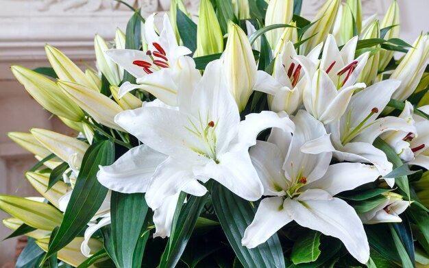 Bouquet de lindas flores brancas de Amaryllis (macro, plano de fundo).