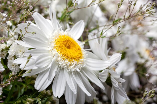 Bouquet de lindas flores de camomila com decoração de gipsófila em fundo escuro