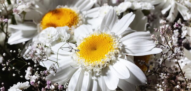 Bouquet de lindas flores de camomila com decoração de gipsófila