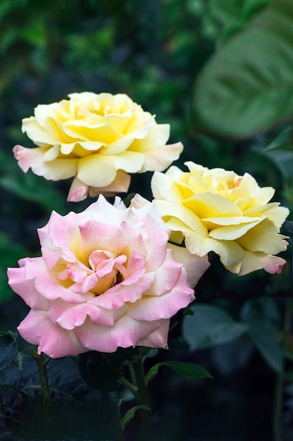 Bouquet de lindas flores rosas cor de rosa e amarelas