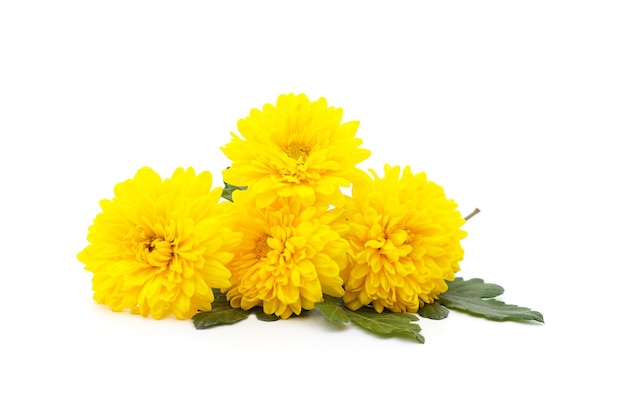 Bouquet de lindos crisótomos