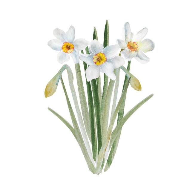 Bouquet de narcisos Aquarela de primavera ilustração floral desenhada à mão Páscoa Valentino