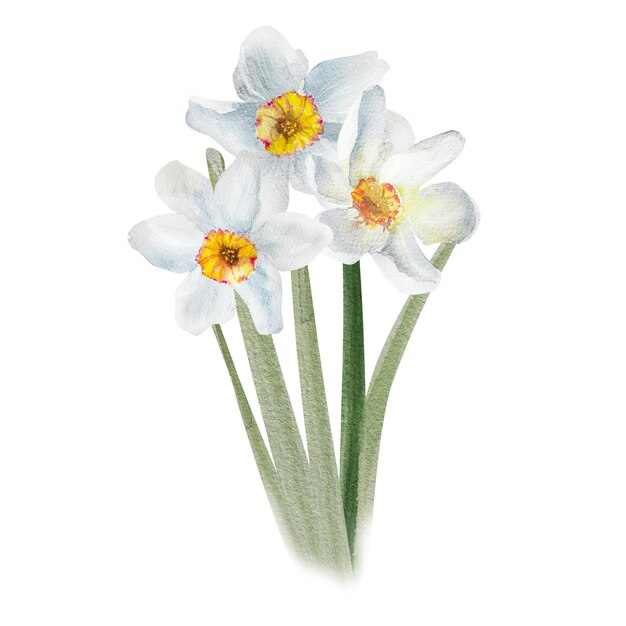 Bouquet de narcisos Aquarela de primavera ilustração floral desenhada à mão Páscoa Valentino