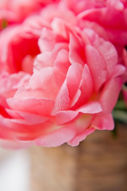 Bouquet de peônias de coral em vaso