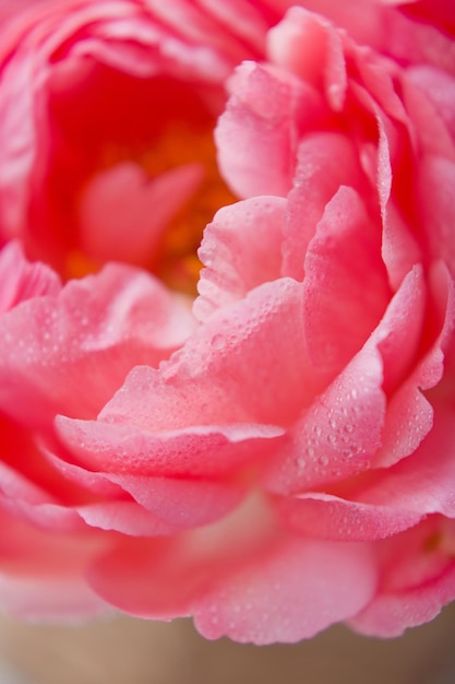 Bouquet de peônias de coral em vaso