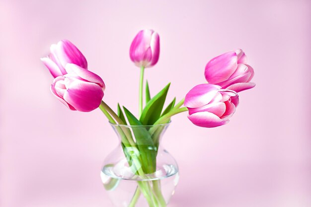 Bouquet de tulipas rosas em vaso de vidro em fundo rosa Closeup