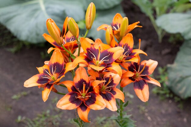 Bouquet Elegante orange oder burgunderrote Lilienlilie in Form einer Speernahaufnahme, die auf einem Natura wächst