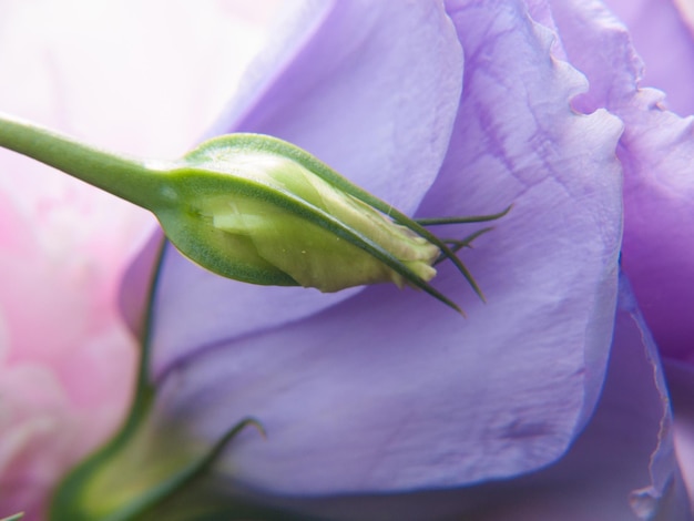 Bouquet floral