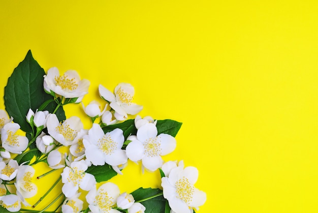 Bouquet de jazmines en flor con flores blancas.