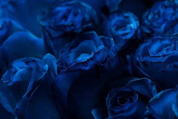 Bouquet Of Beautiful Blue Roses Cor tendência azul clássico Dia dos Namorados Foco Seletivo Papel de parede de rosas