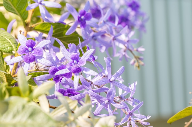 Bouquet violette Blumen