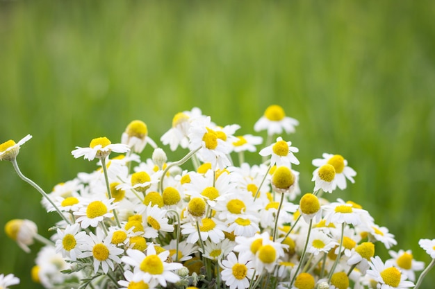 Bouquet von feldgänseblümchen, nahaufnahme, natürlichen hintergrund