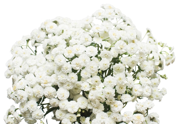 Bouquet von Heilblumen der Schafgarbe isoliert auf weißem Hintergrund. Achillea millefolium