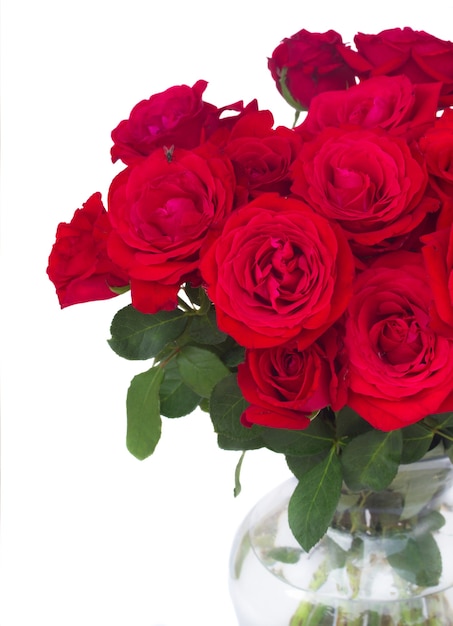 Bouquet von scharlachroten frischen Rosen schließen oben isoliert