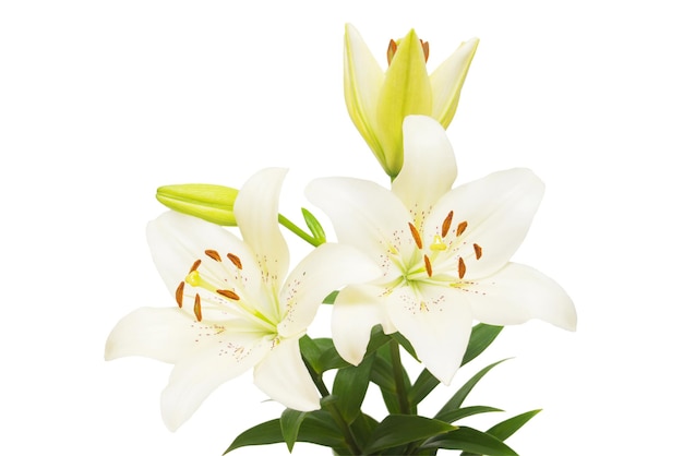 Bouquet von schönen zarten weißen Lilien auf weißem Hintergrund. Hochzeit, Braut. Modische kreative Blumenkomposition. Sommer Frühling. Flache Lage, Ansicht von oben. Liebe. Valentinstag