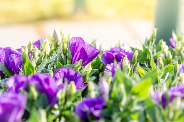 Bouquet von violetten Lisianthus Blumen am Morgen