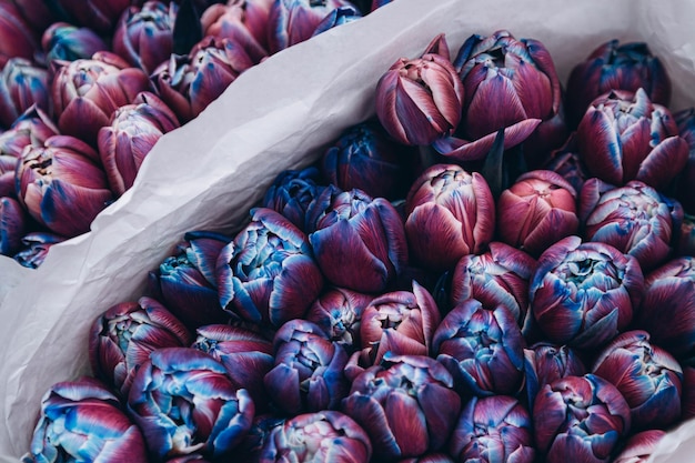 Bouquets de tulipas púrpuras e azuis brilhantes embrulhados em papel para venda em close-up