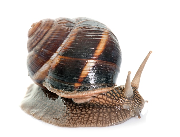 Foto bourgogne caracol en estudio