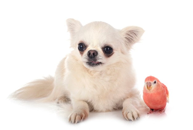 Bourke Papagei und Chihuahua vor weißem Hintergrund