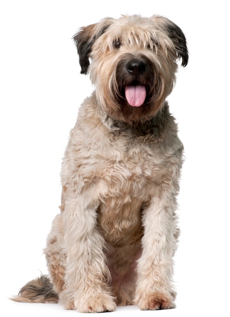 Foto bouvier des flandres, 2 años, sentado