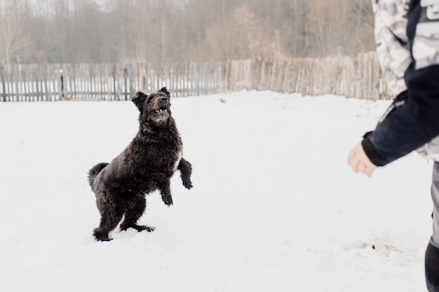 Bouvier des Flandres Schäferhund spielt im Winter draußen im Schnee