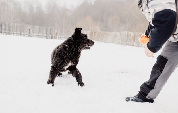 Bouvier des Flandres Schäferhund spielt im Winter draußen im Schnee