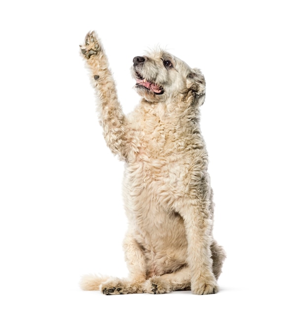 Bouvier des flandres sentado em frente a um fundo branco