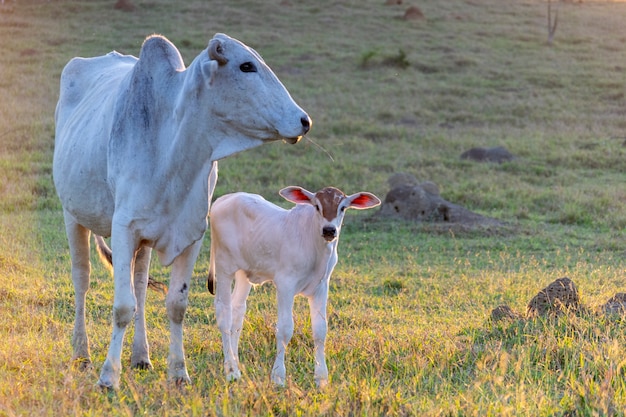 Bovino Nelore, bezerro e vaca a pasto