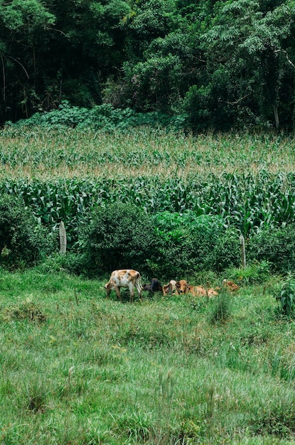 Bovinos nelore em fazenda em minas gerais brasil