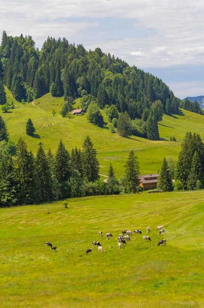 Bovinos no Alto Allgaeu