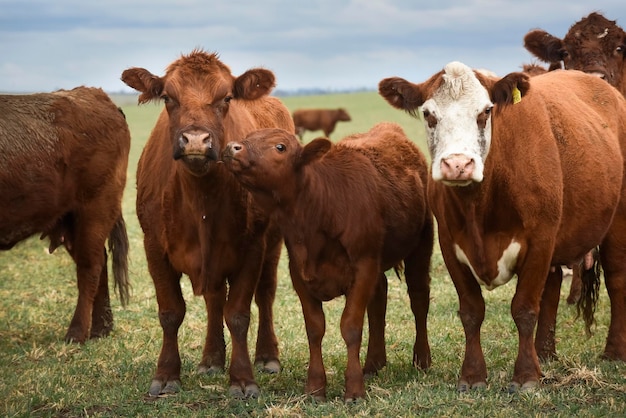 Foto bovinos y terneros lactantes campo argentino provincia de la pampa argentina