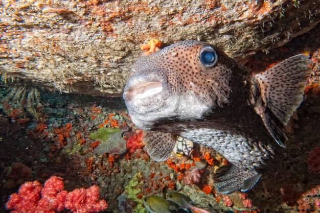 Box Kugelfische im Riffhintergrund