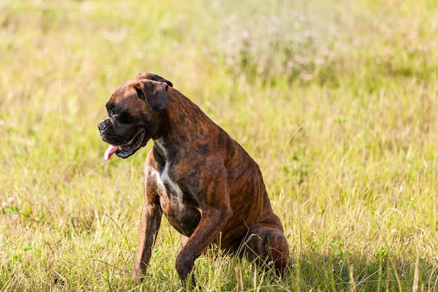 El boxeador de perros se sienta en el primer plano de la hierba