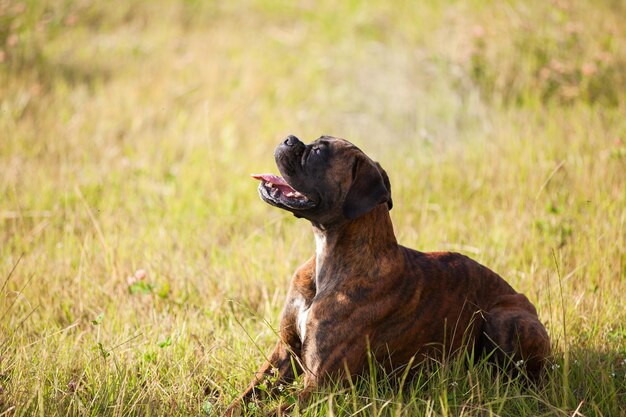 El boxeador de perros yace en la hierba