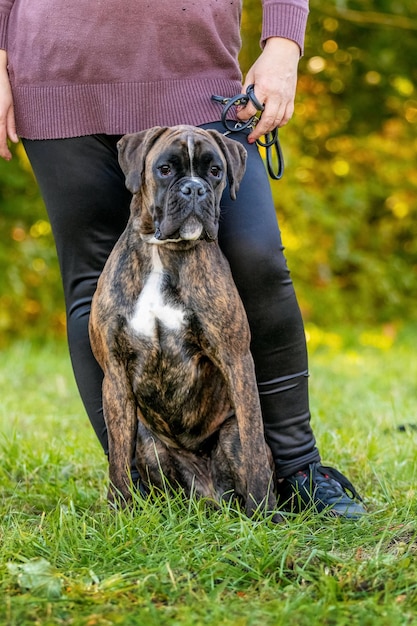 Boxer alemán de raza de perro grande de cerca con una correa cerca de la amante