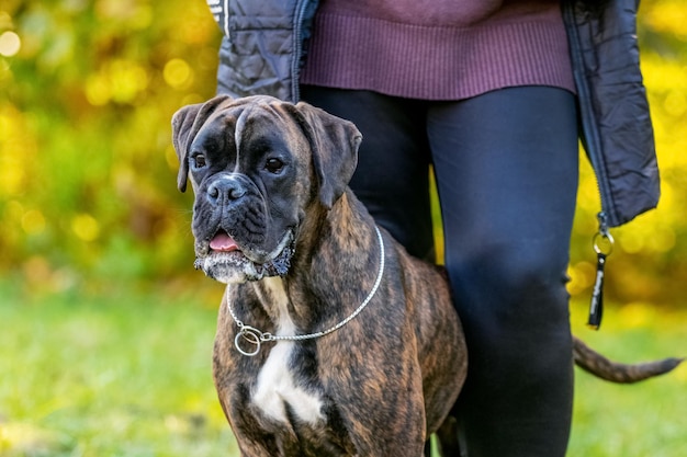 Boxer alemán de raza de perro grande de cerca con una correa cerca de la amante