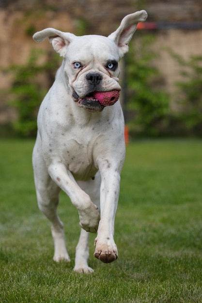 Boxer alemão branco único