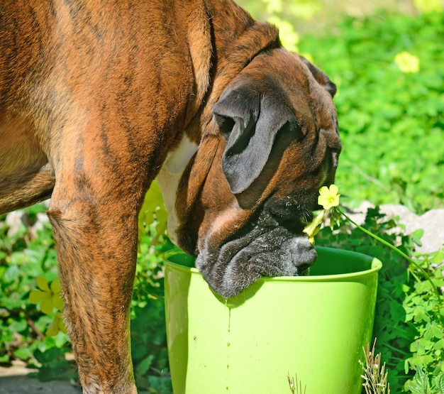 Boxer, der im Garten trinkt