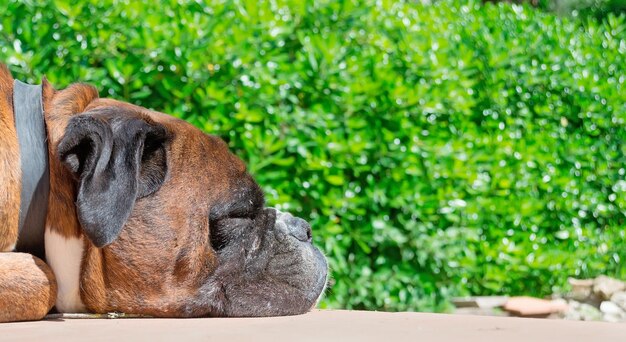 Boxer durmiendo en el porche