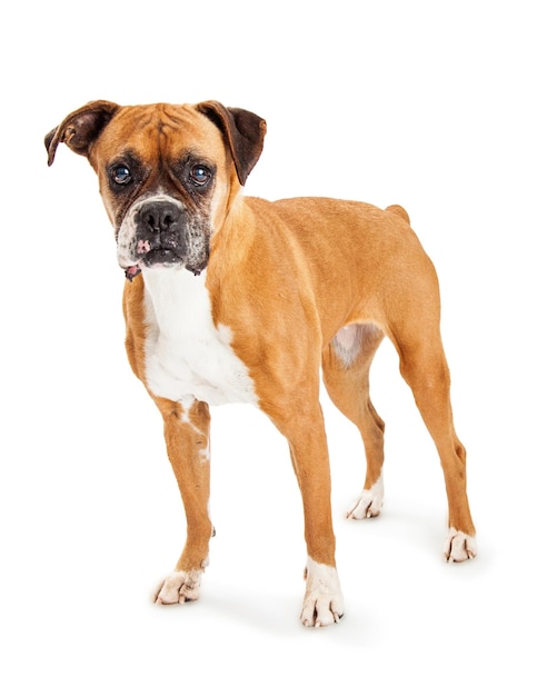Boxer-Hund, der vorwärts über Weiß schaut