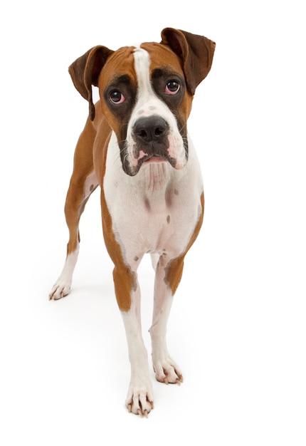 Boxer-Hund, Isolated on White