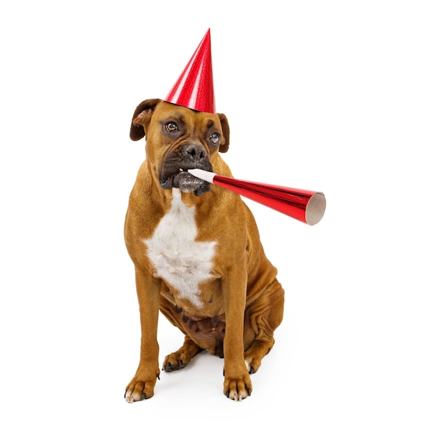 Boxer-Hundeparty-Hut und Horn