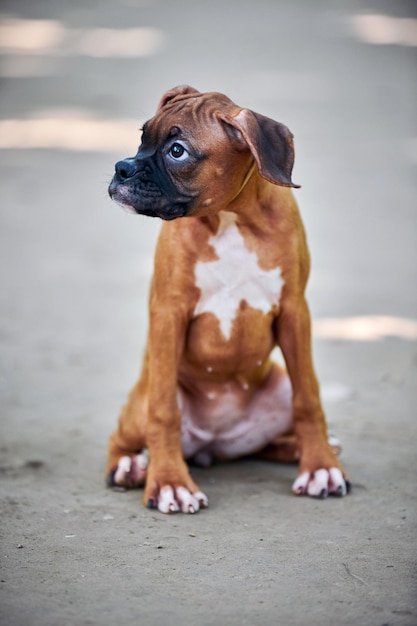 Boxer-Hundewelpe in voller Höhe Porträt auf dem Wanderweg im Freien im Hintergrund