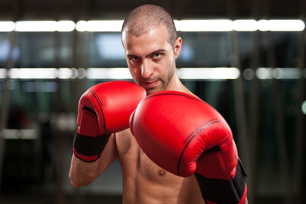 Boxer-Porträt. Dunkler Hintergrund