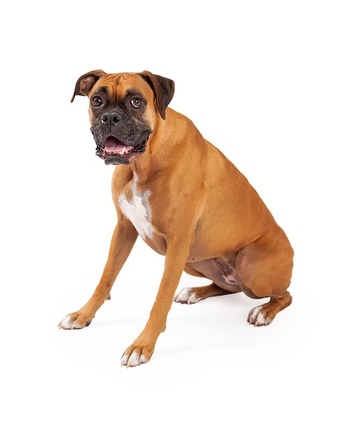 Boxer sentado e olhando para a câmera